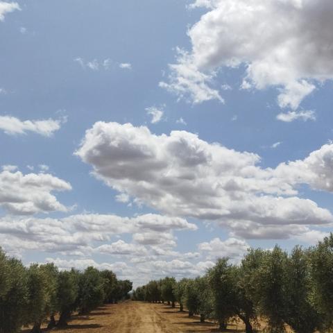 cielo azul con nubes y olivos debajo