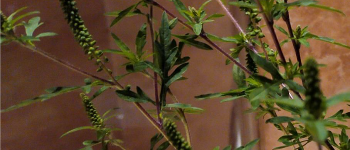 imagen de ambrosia artemisifolia