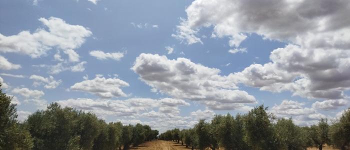cielo azul con nubes y olivos debajo