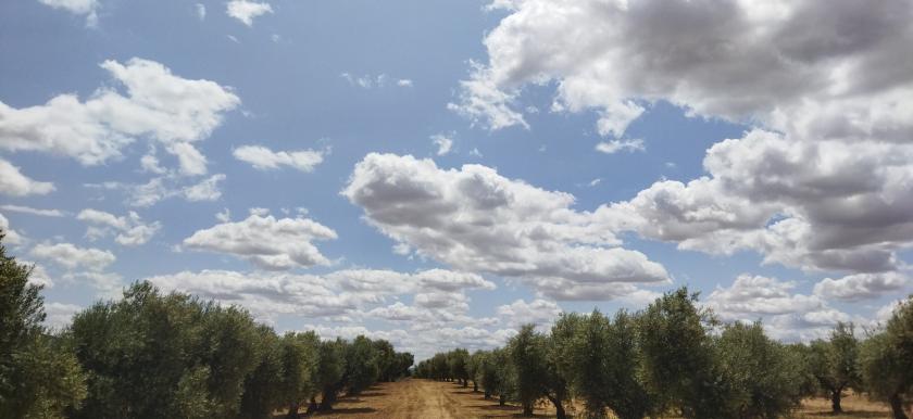 cielo azul con nubes y olivos debajo